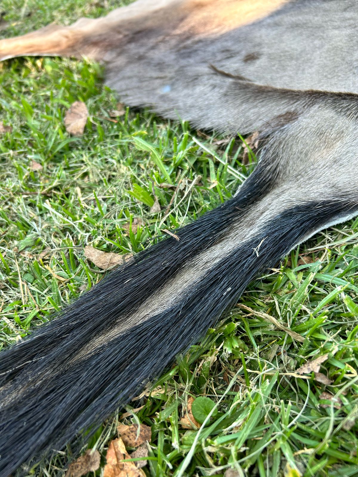 Hides, Skins and Mats
