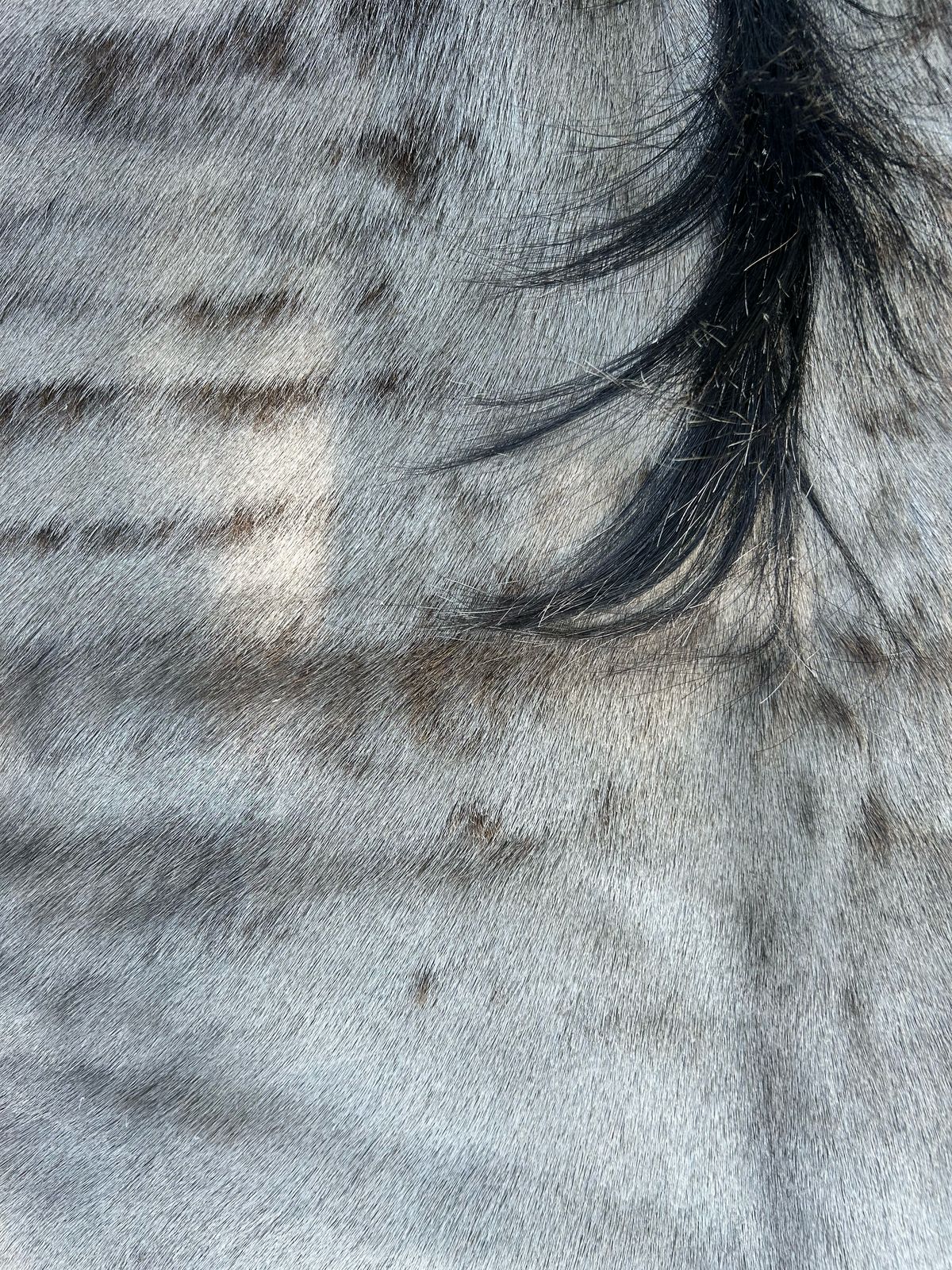 Hides, Skins and Mats