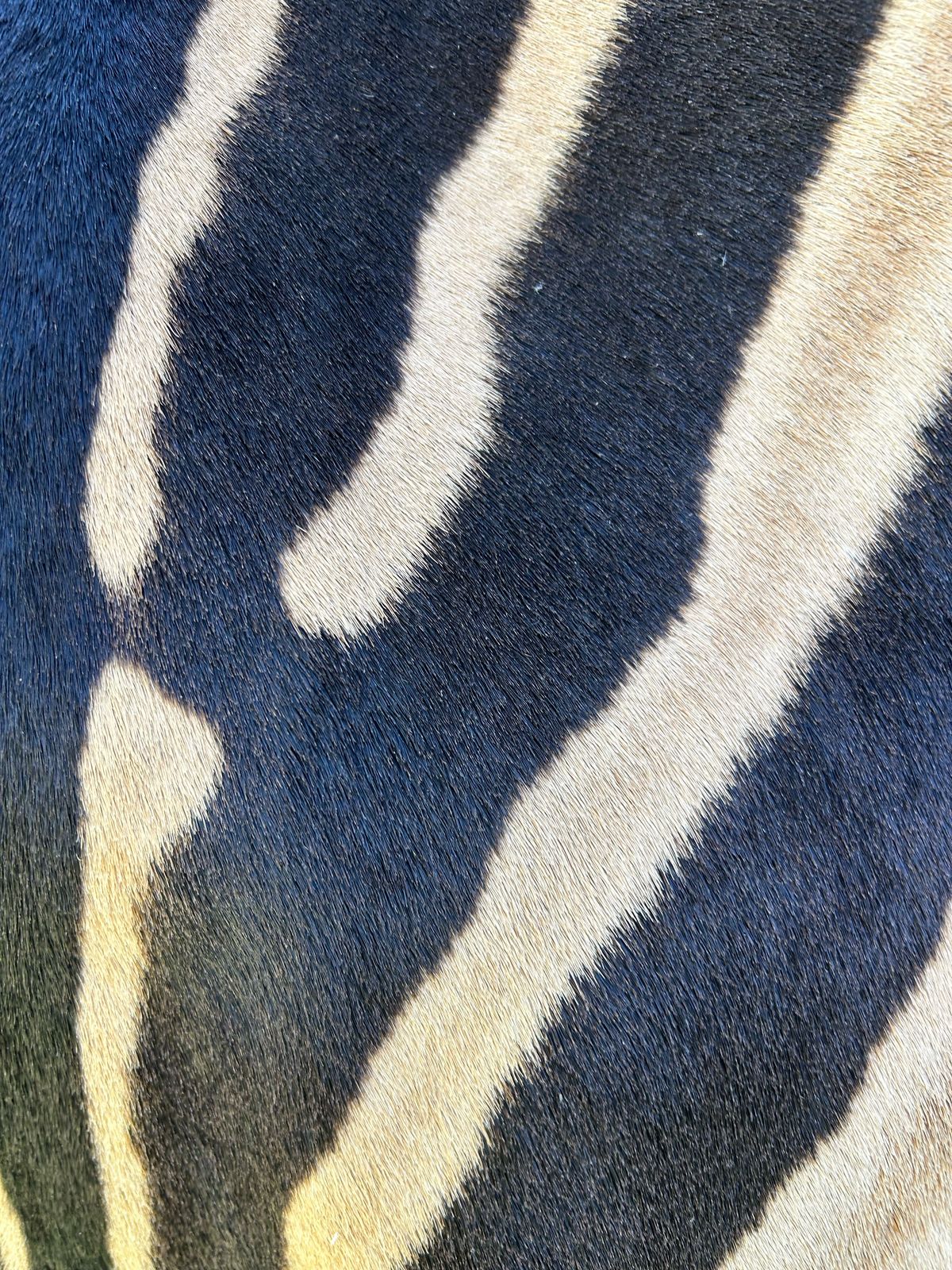 Hides, Skins and Mats