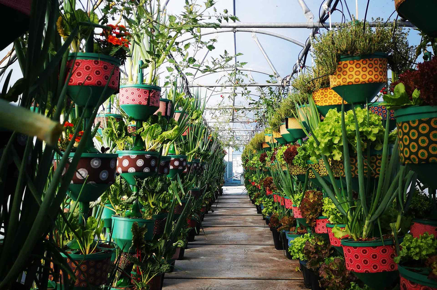 Hydroponic Grower Kit, by African Grower