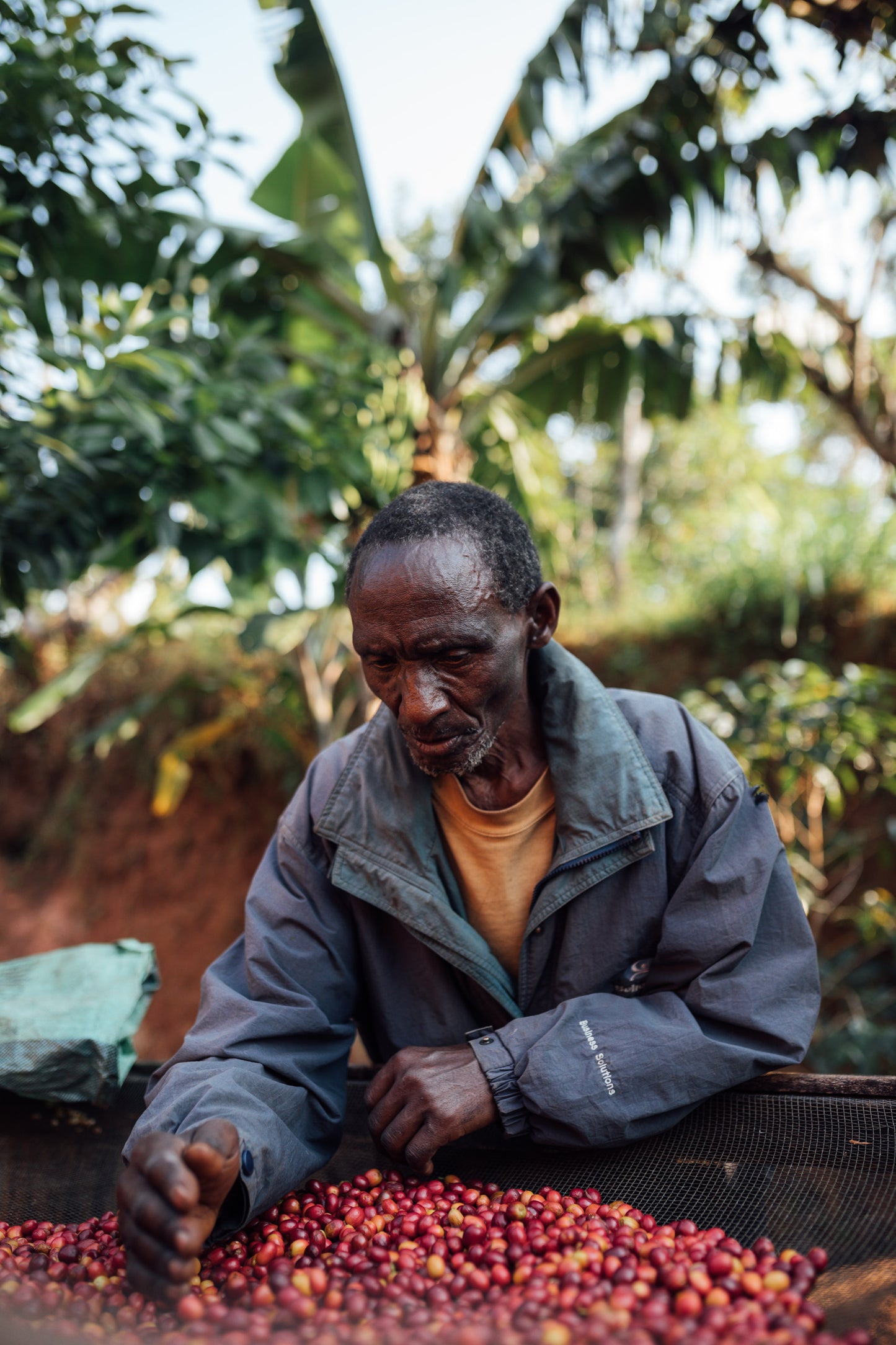 Fair Trade Certified Coffee | Rwanda (Musasa)