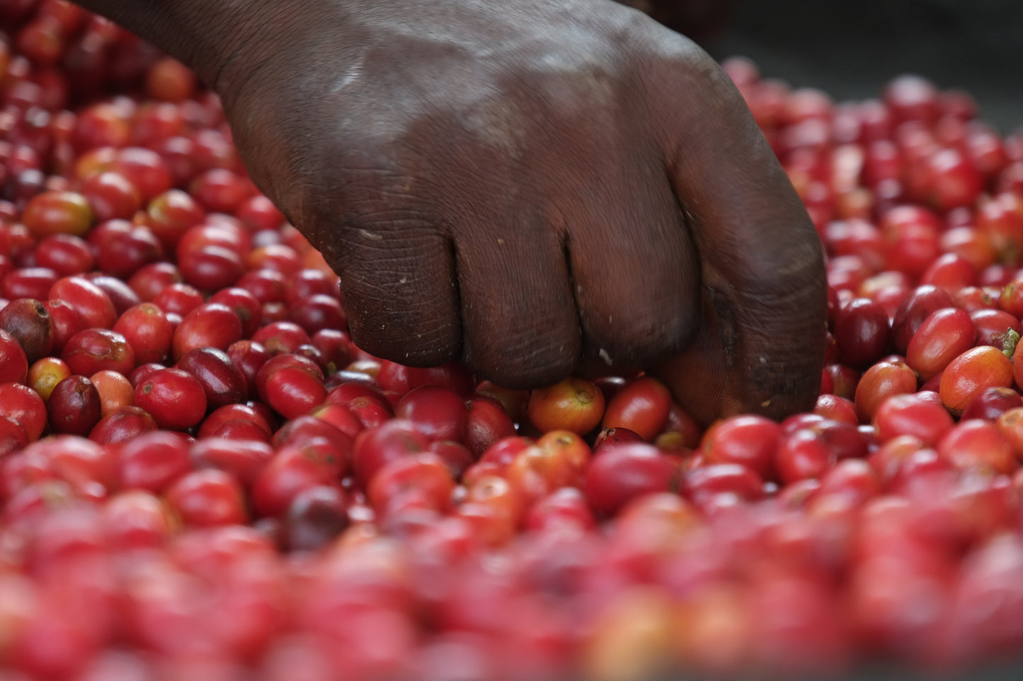 Certified Organic Coffee | D.R. CONGO (North Kivu)