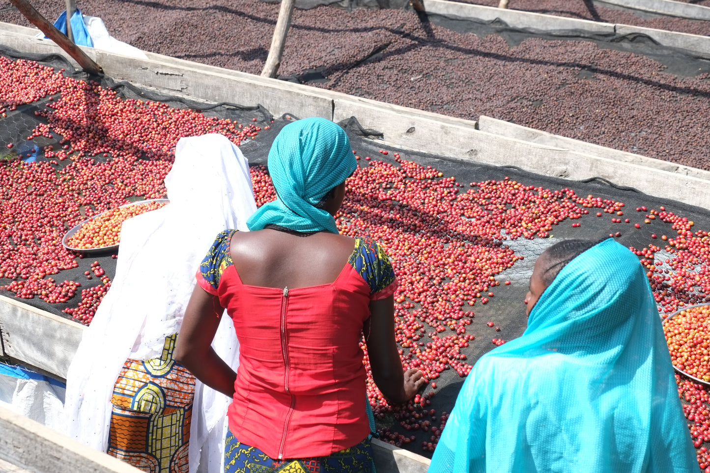 Certified Organic Coffee | D.R. CONGO (North Kivu)