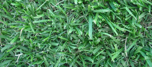 Farm Fresh Instant Lawn