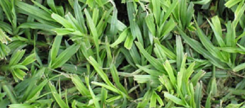 Farm Fresh Instant Lawn