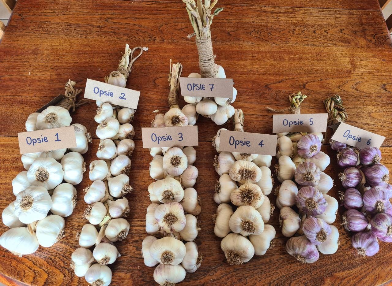 Garlic Braids: Taking Pre Orders for the festive season