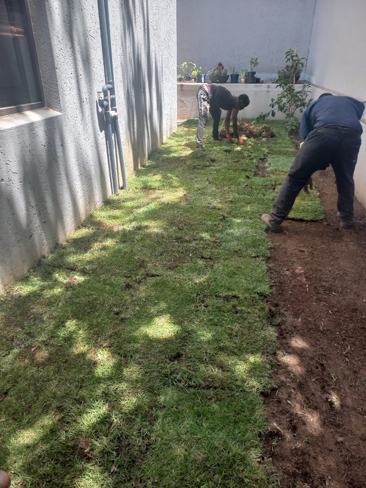 Farm Fresh Instant Lawn