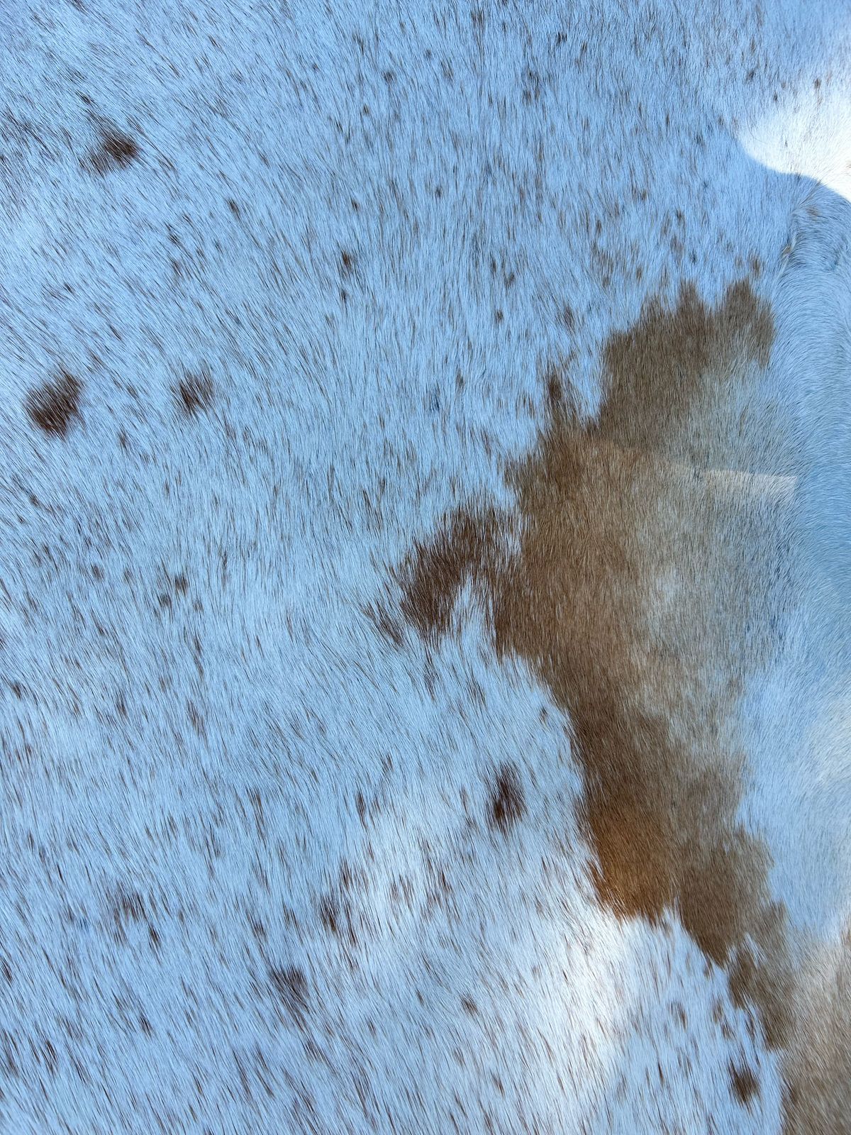 Hides, Skins and Mats