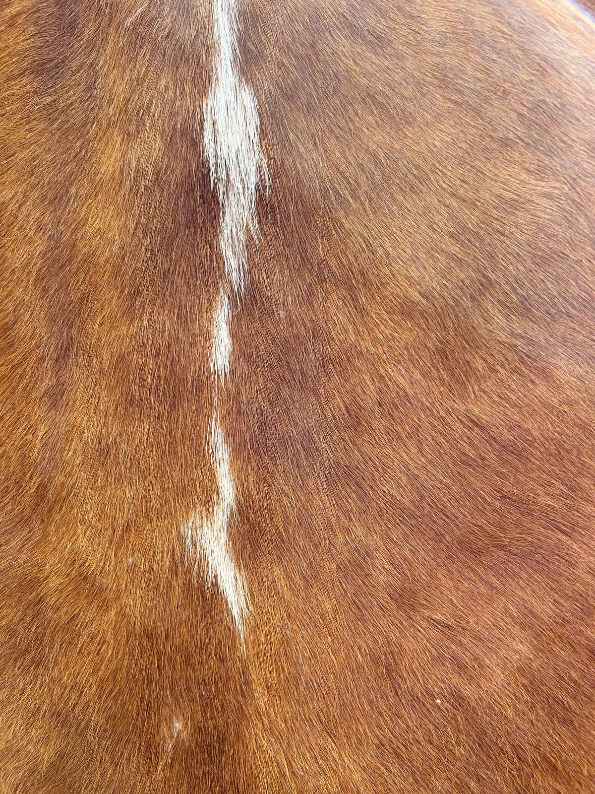 Hides, Skins and Mats