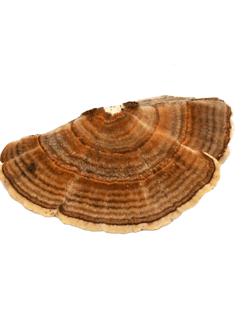 Turkey Tail Powder 70g