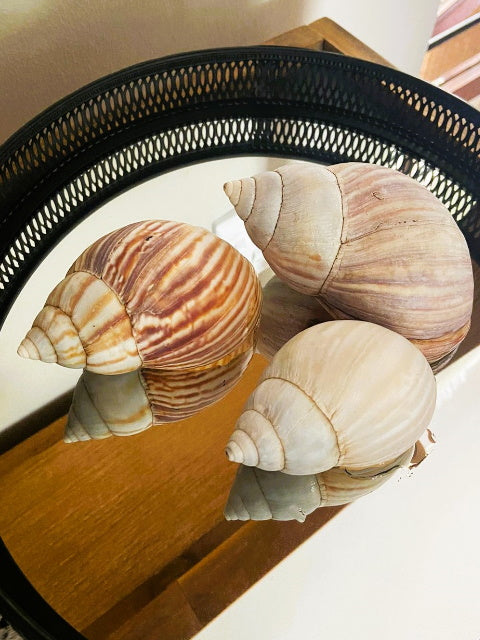 Gastropod Décor, by ARTeFACT - Truffle Pig Recce