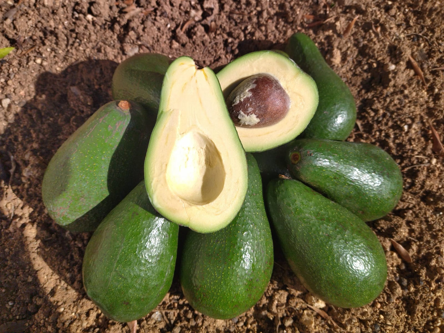 Avocado