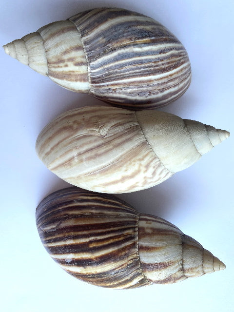 Gastropod Décor, by ARTeFACT - Truffle Pig Recce