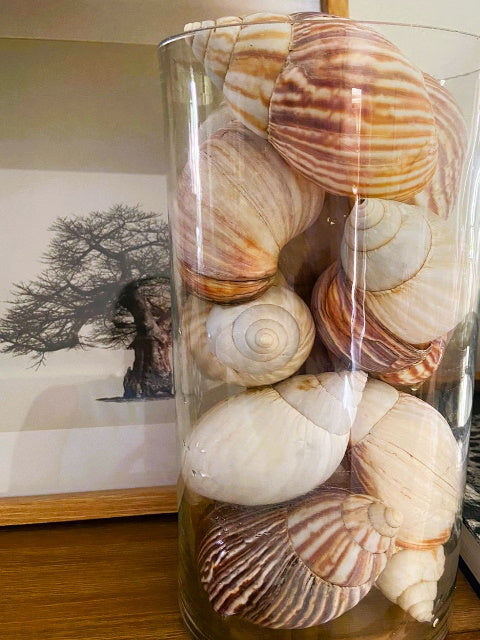 Gastropod Décor, by ARTeFACT - Truffle Pig Recce