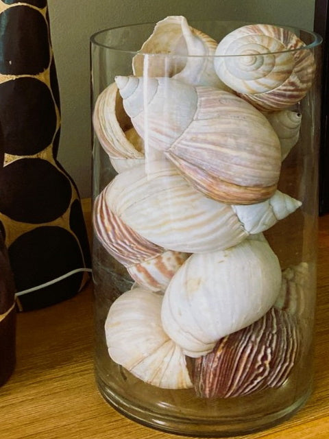 Gastropod Décor, by ARTeFACT - Truffle Pig Recce