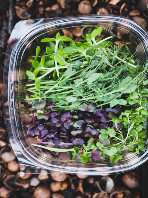 Micro Greens, by Metro Greens SA - Truffle Pig Recce