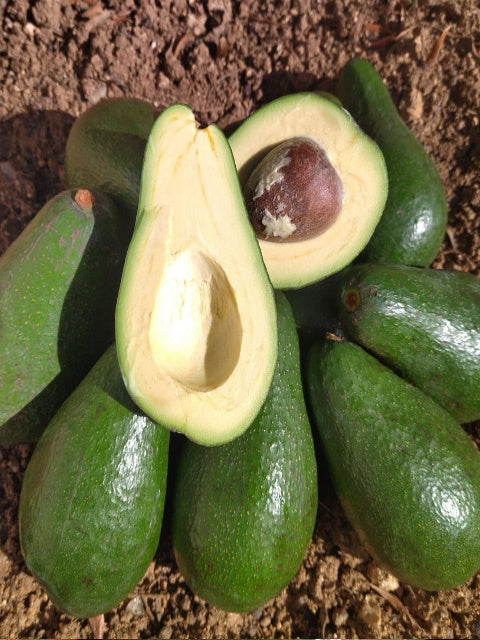 Avocado