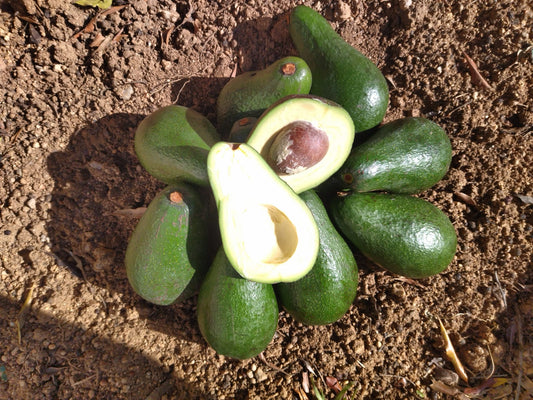 Avocado Delivery Johannesburg