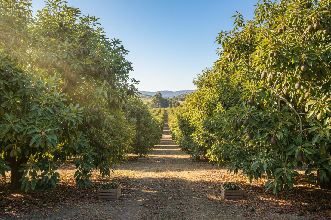Meet Nombuso and Thendo from Asande Foods