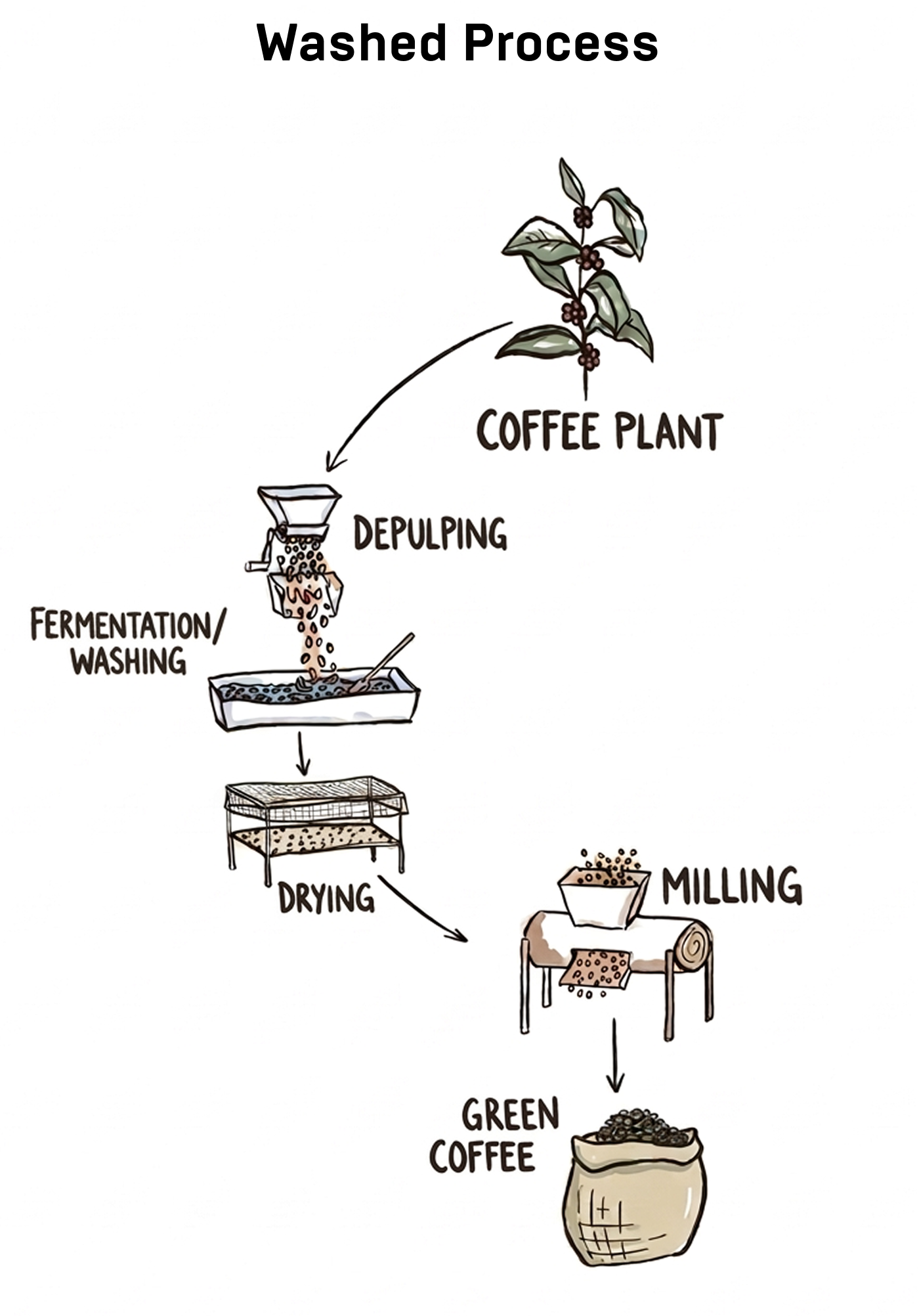 A window into the Washed Process: A Coffee Lover's Guide