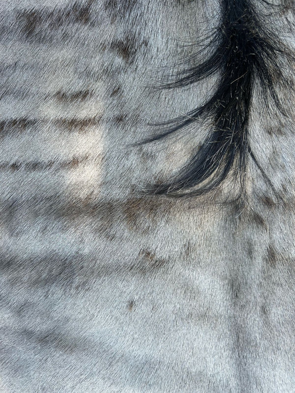 Hides, Skins and Mats