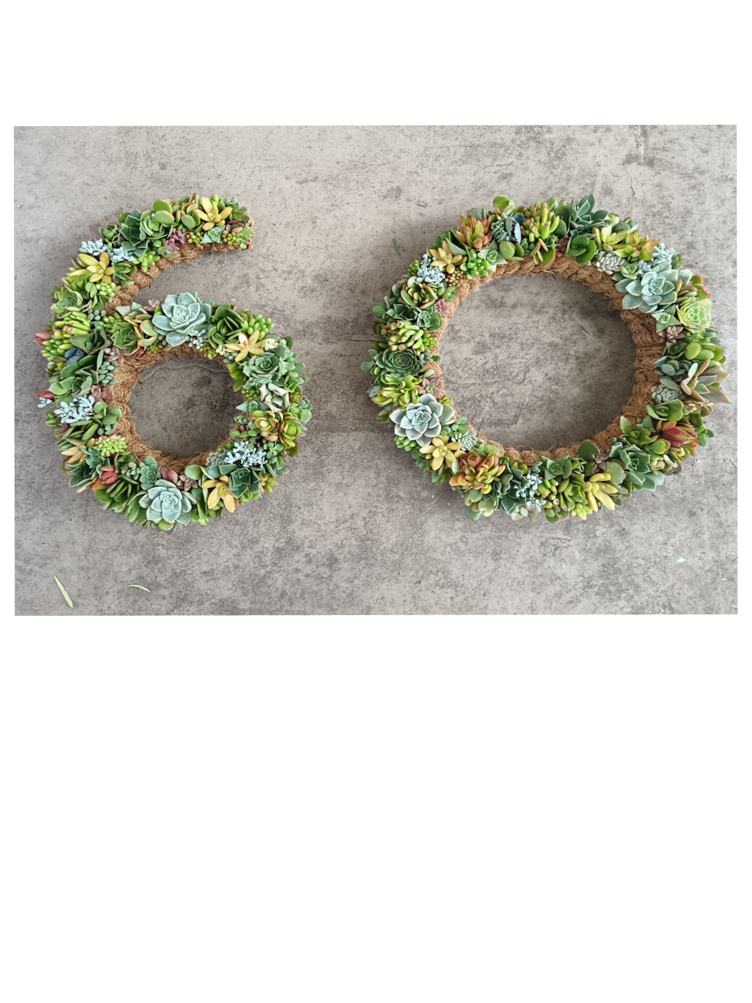 Living Wreaths, by Earthbound Succulent Designs