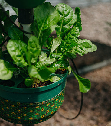 Hydroponic Grower Kit, by African Grower