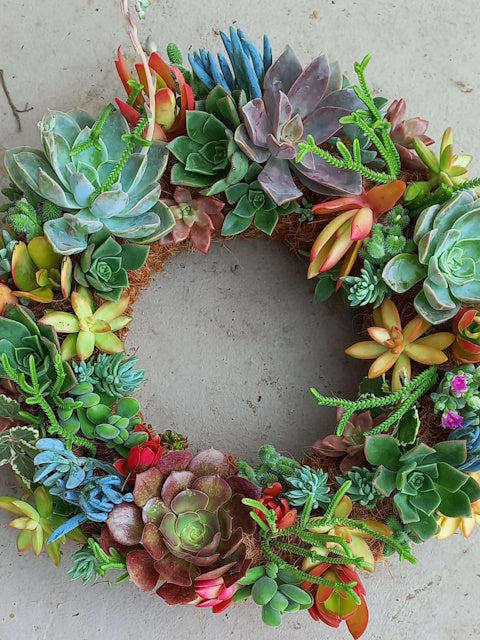 Living Christmas Wreaths, by Earthbound Succulent Designs