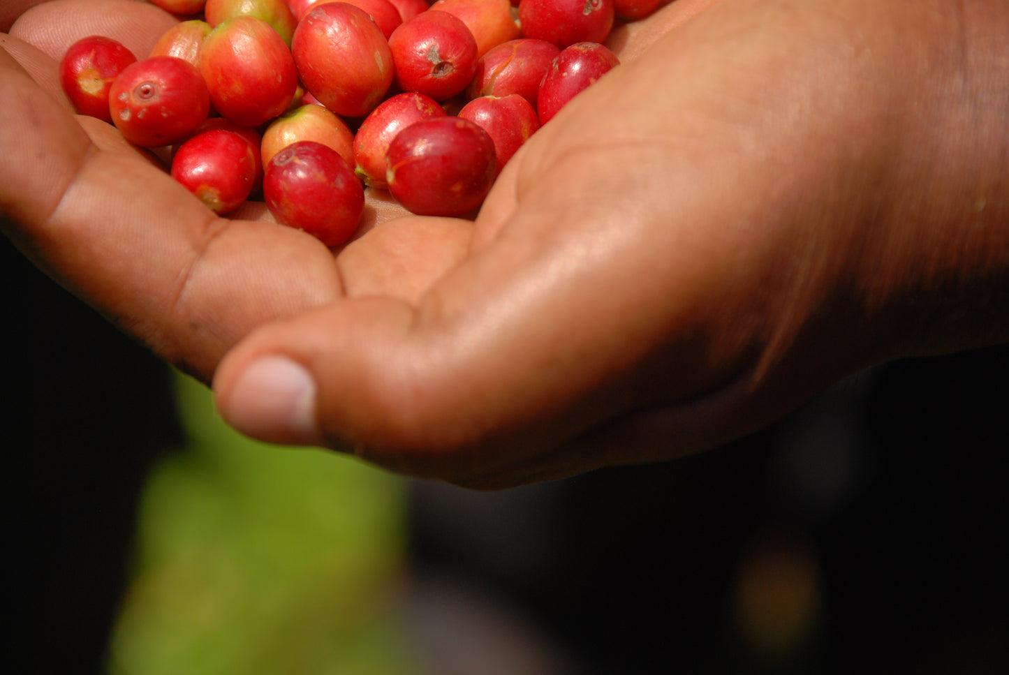 Certified Organic Coffee | Ethiopia (Sidamo)