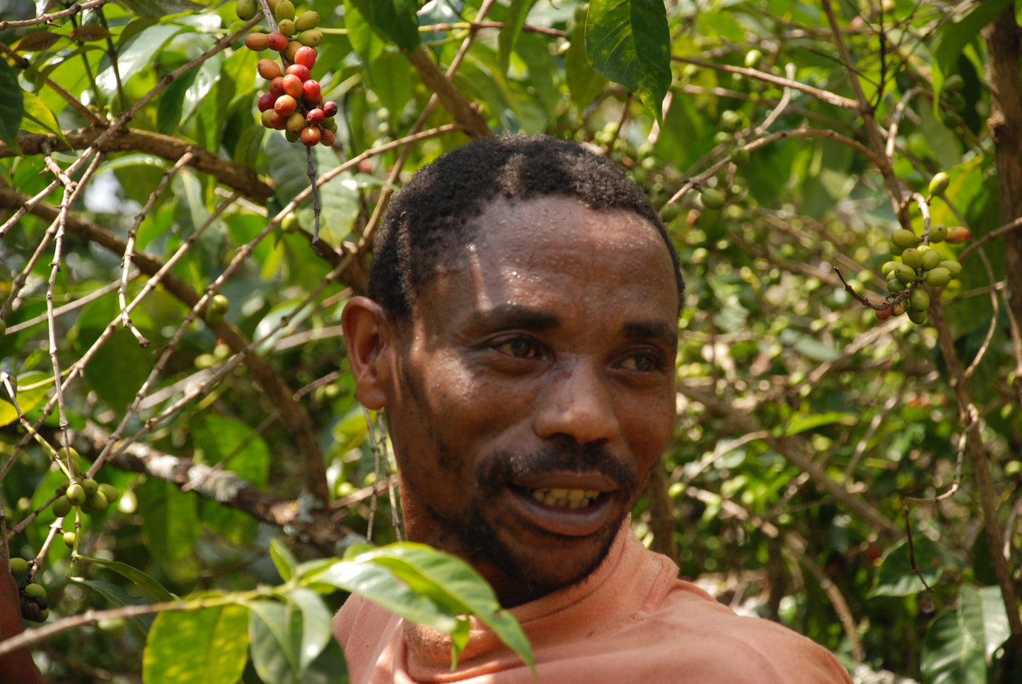 Certified Organic Coffee | Ethiopia (Sidamo)