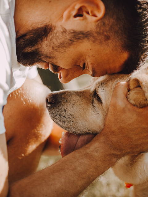 Vondi's Health Hamper for Senior Dogs