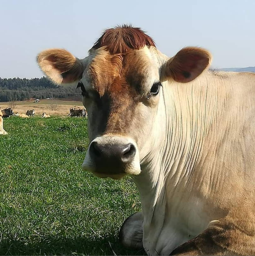 Farm Butter by The Butter Lady