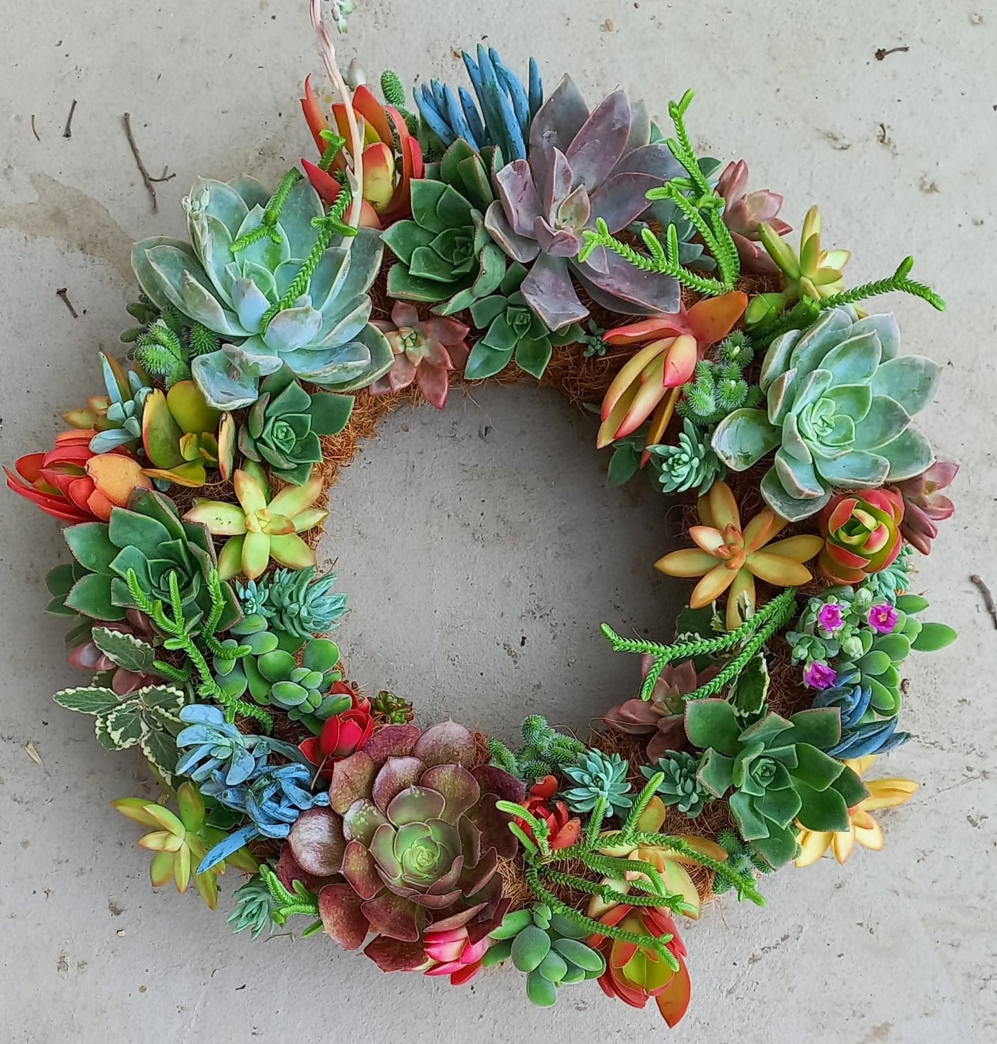 Living Christmas Wreaths, by Earthbound Succulent Designs