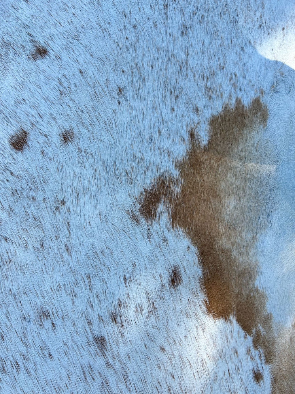 Hides, Skins and Mats