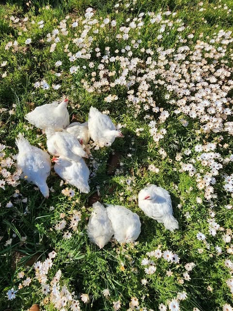 Pasture-Raised Chicken