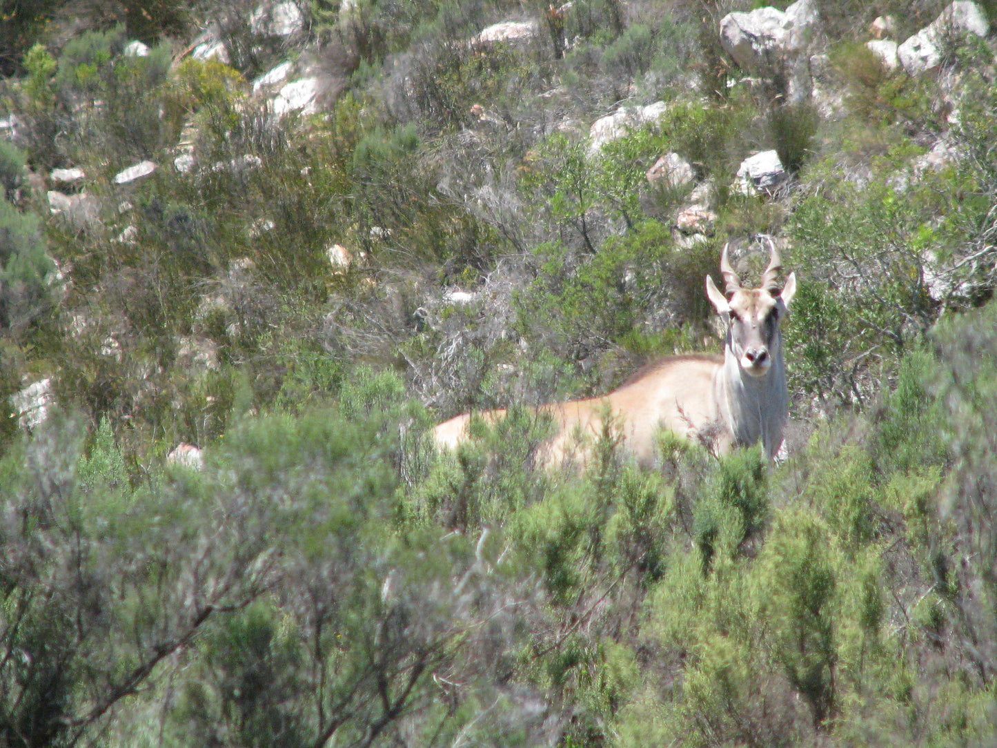 Outeniqua Walking Experience