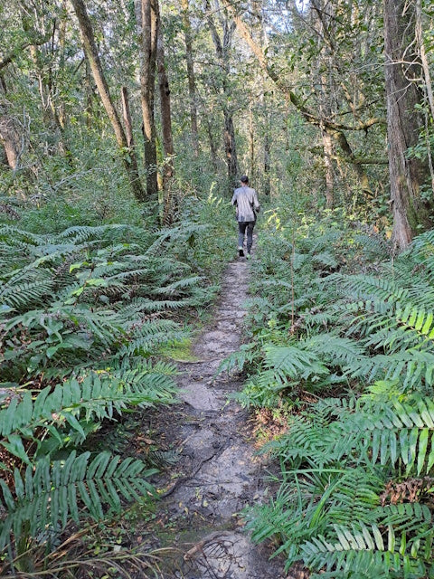 Knysna Forest Bathing Experience