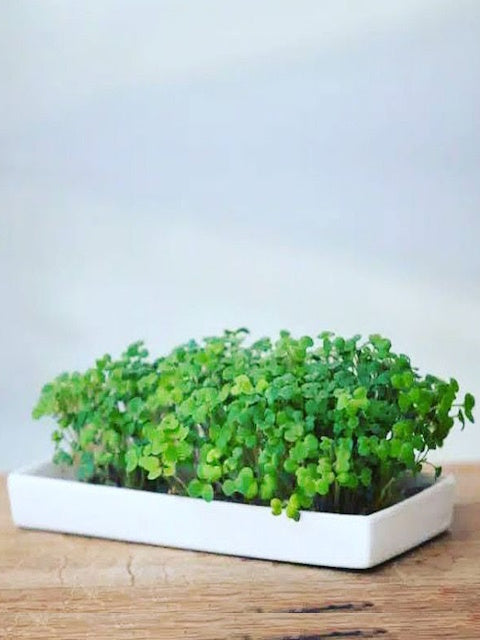 Micro Greens Grow Kit, by MetroGreens ZA