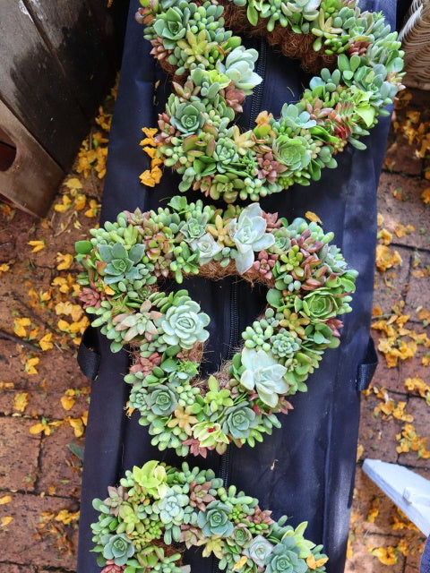 Living Valentines Wreaths, by Earthbound Succulent Designs