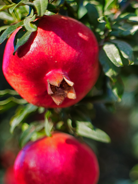 Locally Farmed Pomegranates