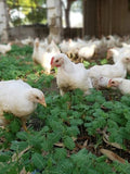 Pasture Raised Whole Chickens Johannesburg Delivery