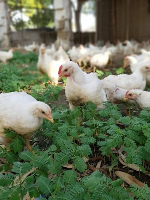 Pasture Raised Whole Chickens Johannesburg Delivery