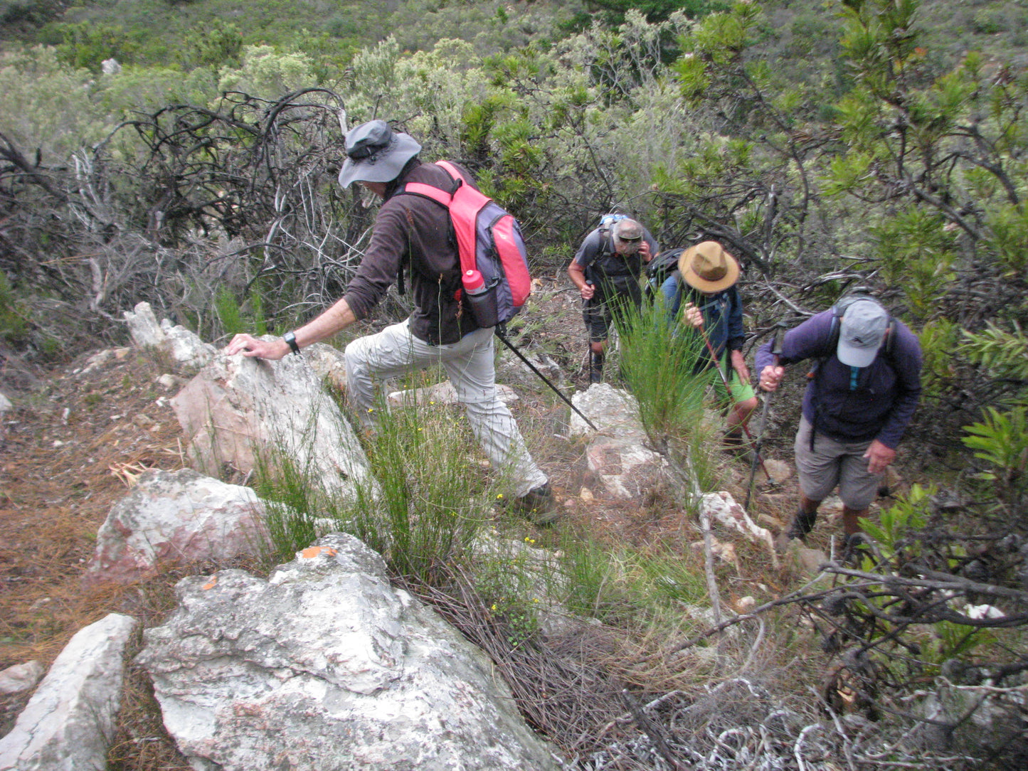 Outeniqua Walking Experience