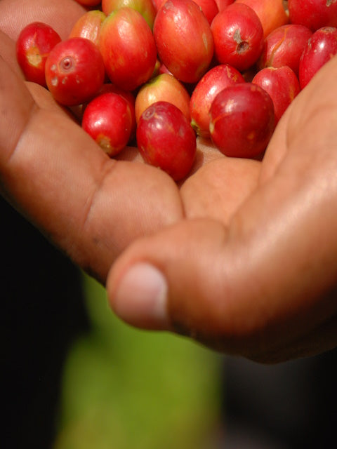Certified Organic Coffee | Ethiopia (Sidamo)