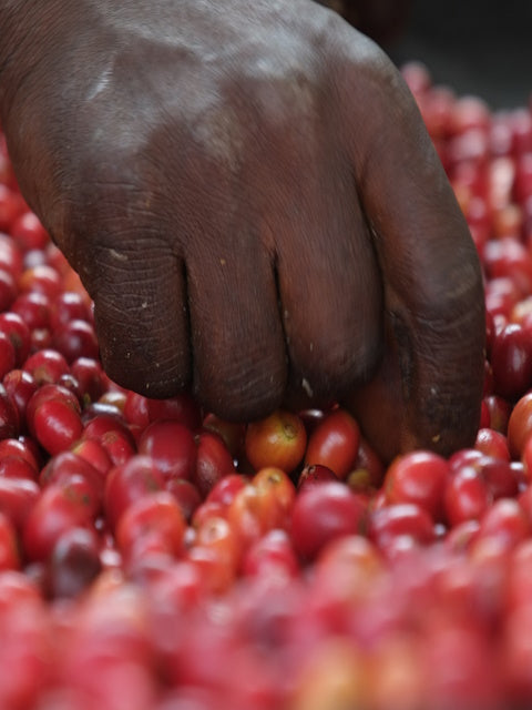 Certified Organic Coffee | D.R. CONGO (North Kivu)