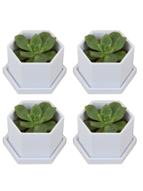 Plant based plastic planters with drip tray