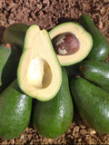 Avocado